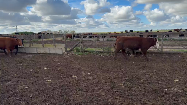 Lote 38 Novillitos en Teodelina, Santa Fe