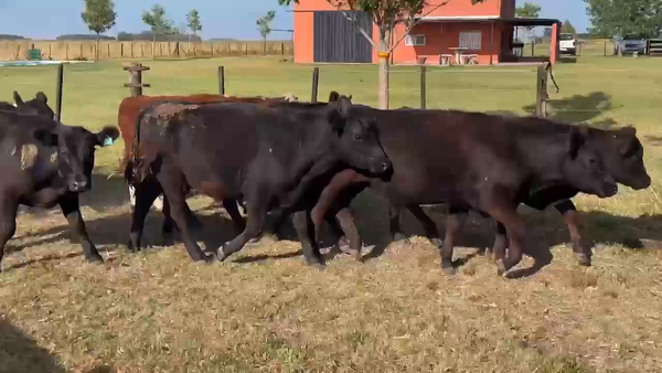 Lote 43 Novillitos