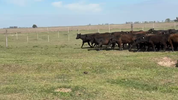 Lote 160 Terneras en Laboulaye, Córdoba
