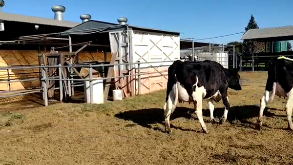 Lote Jose Luis Perren