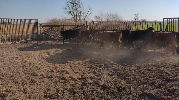 Lote 12 Terneras en Galisteo, Santa Fe