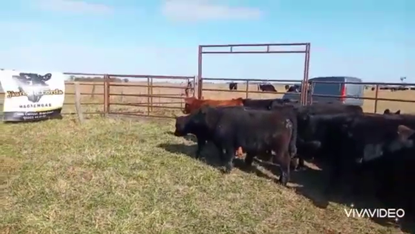 Lote 49 Terneros/as en Gral. Paz, Buenos Aires