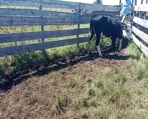 Lote Vaquillonas 1 a 2 años CRUZA 400kg -  en COLONIA ITALIA