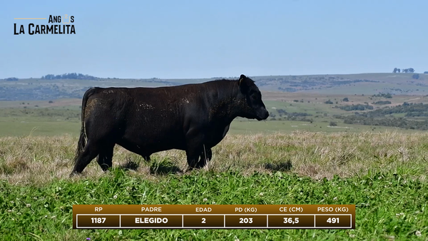 Lote RP 1187 - Angus La Carmelita