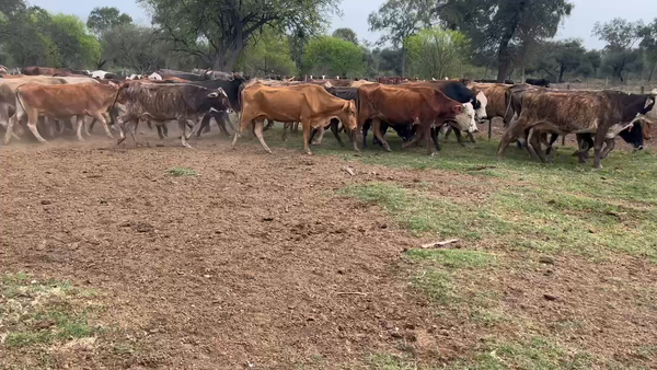 Lote 50 Vacas de invernar en Juan José Castelli, Chaco