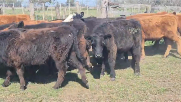Lote 60 Terneros