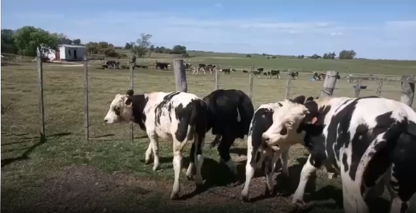 Lote 6 Terneros en San José