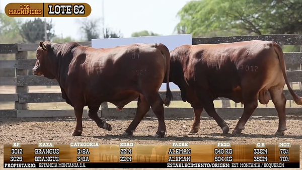 Lote LOTE 62 - VIVO