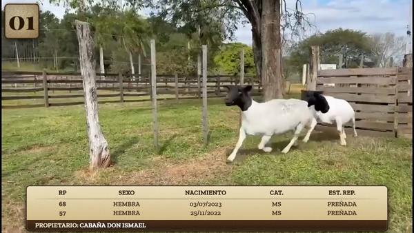 Lote LOTE 1