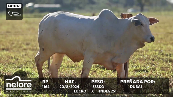 Lote LOTE 17