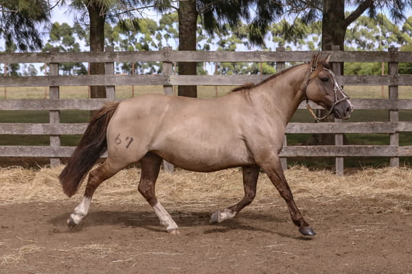 Lote FEDERAL ENCANTADA