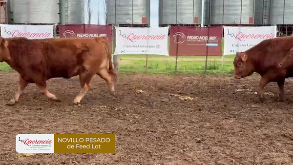 Lote Novillos