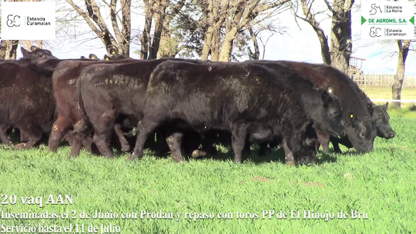 Lote Vaquillonas "Curamalan"