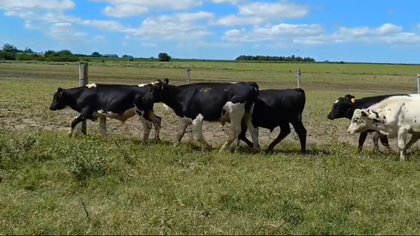 Lote (Vendido)18 Terneros Holando HOLANDO 180kg -  en BOCA DEL CUFRE