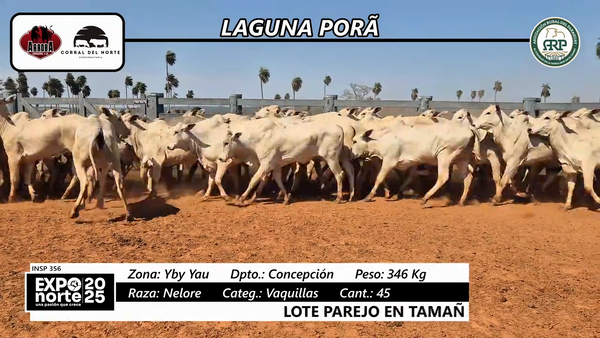 Lote Nelore