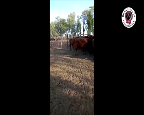 Lote 65 Terneros de 250 Kg