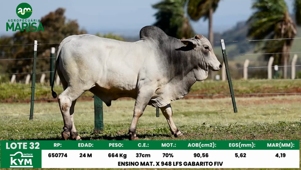 Lote Lote 32