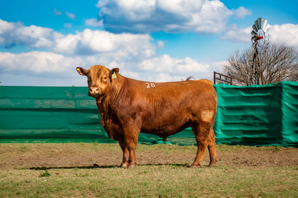 Lote Toros