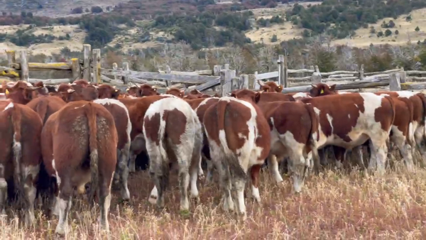 Lote 55 Novillo Engorda en Coyhaique, XI Región Aysén