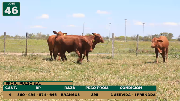 Lote HEMBRAS LOTE 46