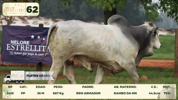 Lote LOTE 62