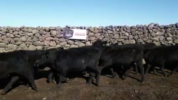 Lote 31 Terneras Cruza Carnicera 186kg -  en Parada fariña