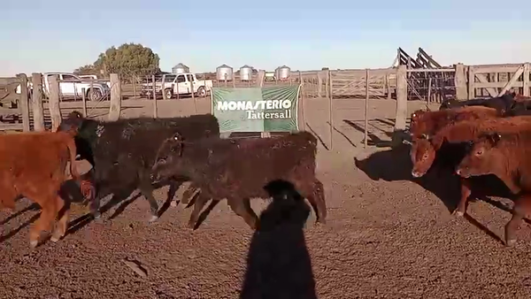 Lote 120 Terneros en Rivera