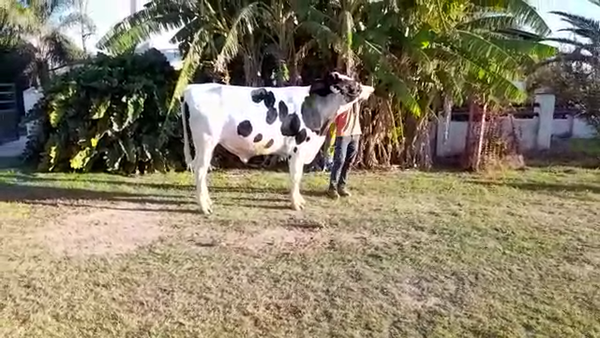 Lote Toros - Establecimiento San Santiago