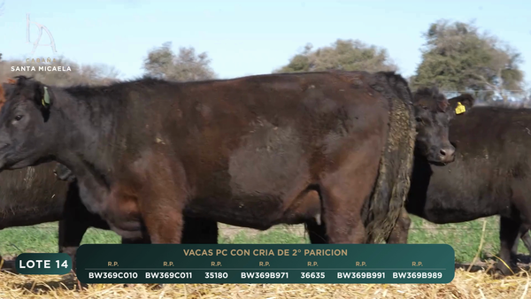 Lote VACAS PC PARIDAS