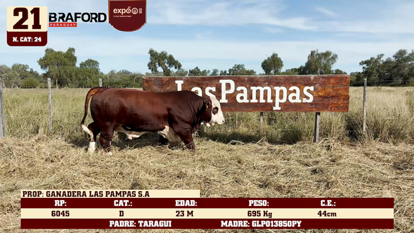 Lote LOTE 21