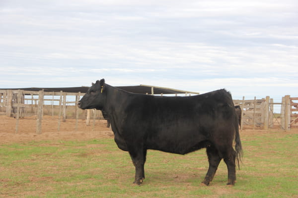 Lote VAQUILLONAS PURAS DE PEDIGREE