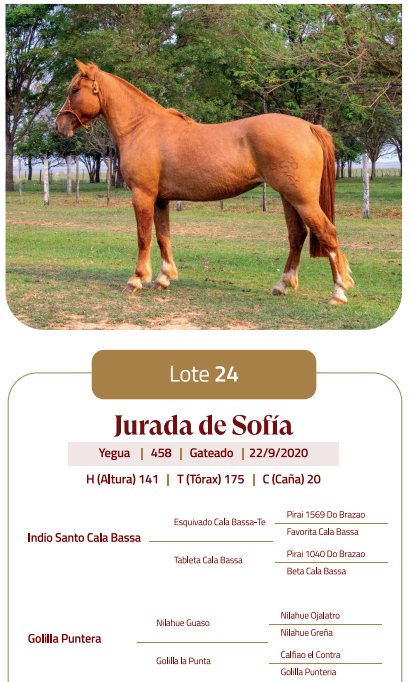 Lote LOTE 24