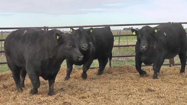 Lote "Toros ""SANTA ROSA"""