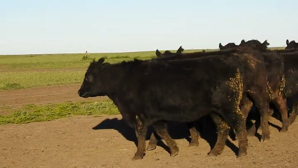 Lote 15 VAQUILLONAS ANGUS MAS
