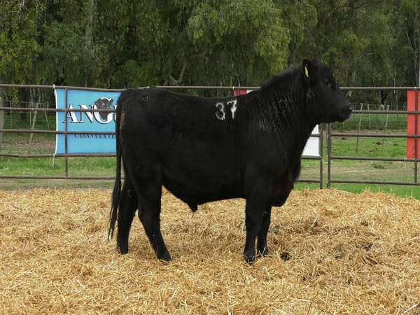 Lote TOROS ANGUS NEGROS PC