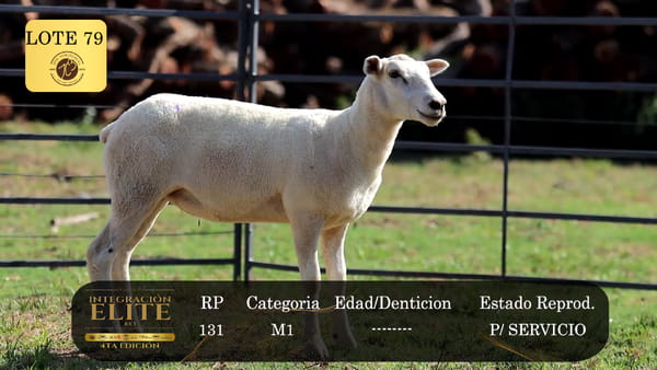 Lote LOTE 79