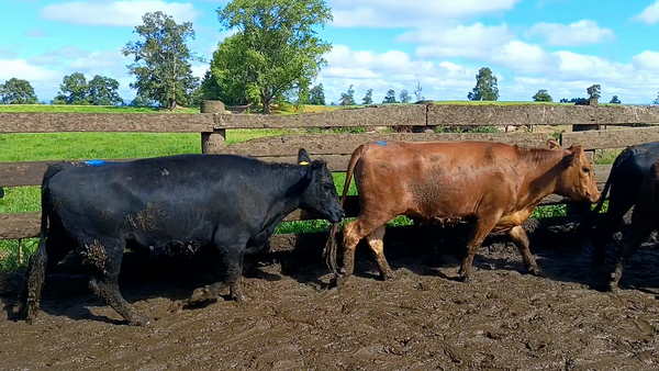 Lote 25 Vaquilla Gorda en Futrono, XIV Región Los Ríos