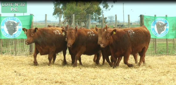 Lote VAQUILLONAS P.C. 15 MESES - PREÑADAS - PARICION PRIMAVERA