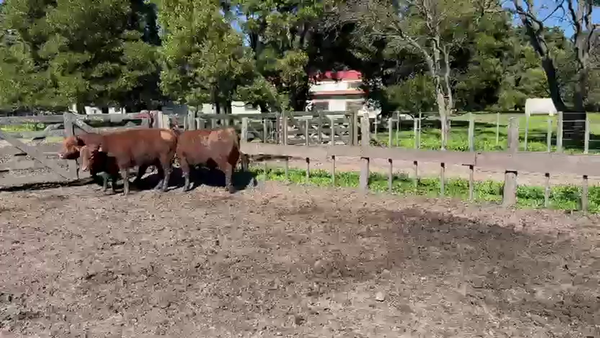 Lote TOROS PUROS CONTROLADOS LA MARGARITA