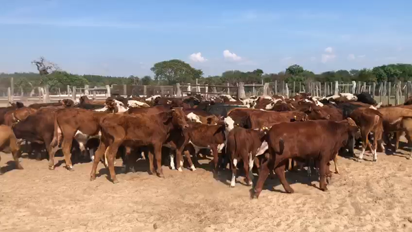 Lote 133 Terneros/as Braford en Pueblo Libertador, Corrientes