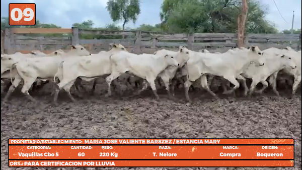 Lote LOTE 9