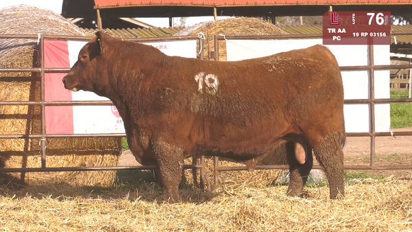 Lote TOROS ANGUS COLORADOS  PC