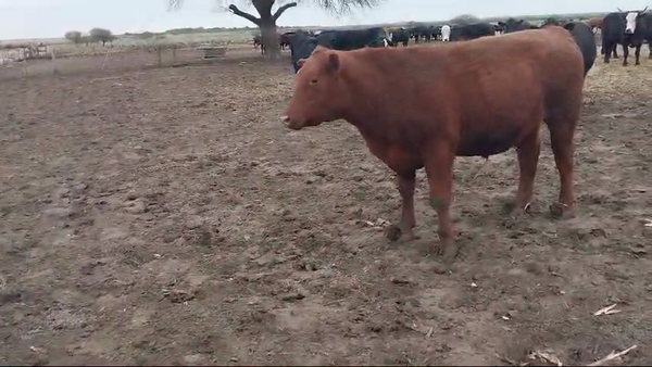 Lote 33 Novillos Cruzas Británicas en Esperanza, Santa Fe