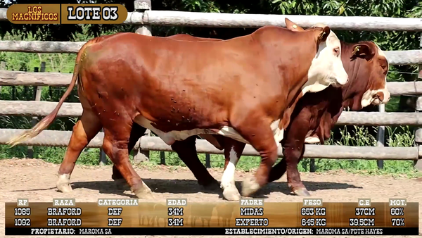 Lote LOTE 3