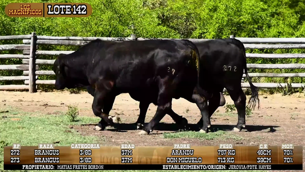 Lote LOTE 142