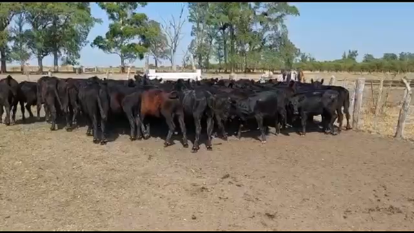 Lote 64 Terneros/as en Federal, Entre Ríos