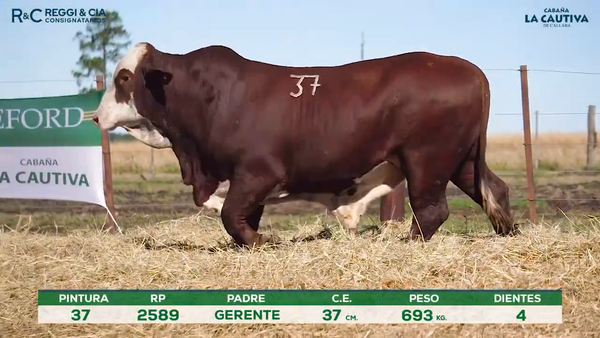 Lote Toros Braford controlados