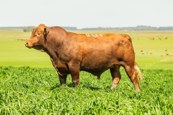 Lote Toros, Montevideo