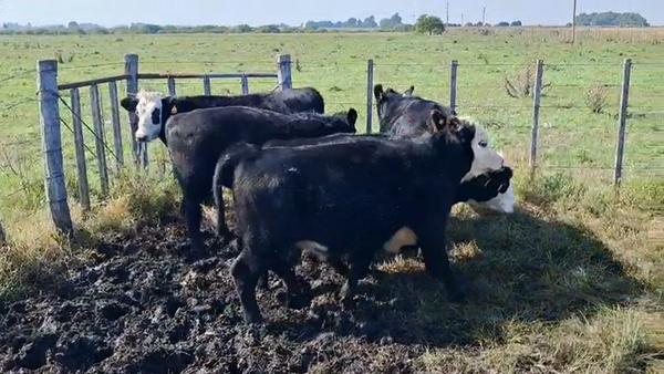 Lote NOVILLOS 1 A 2 AÑOS