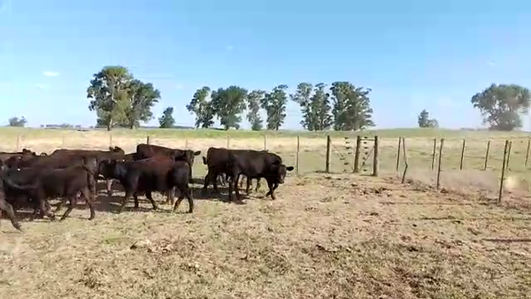 Lote 55 Terneros/as en Buenos Aires, Daireaux